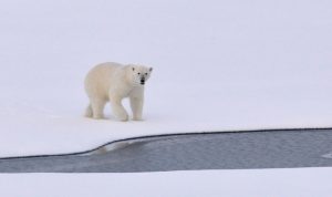 Nanoq-museo on saanut nimensä jääkarhun mukaan